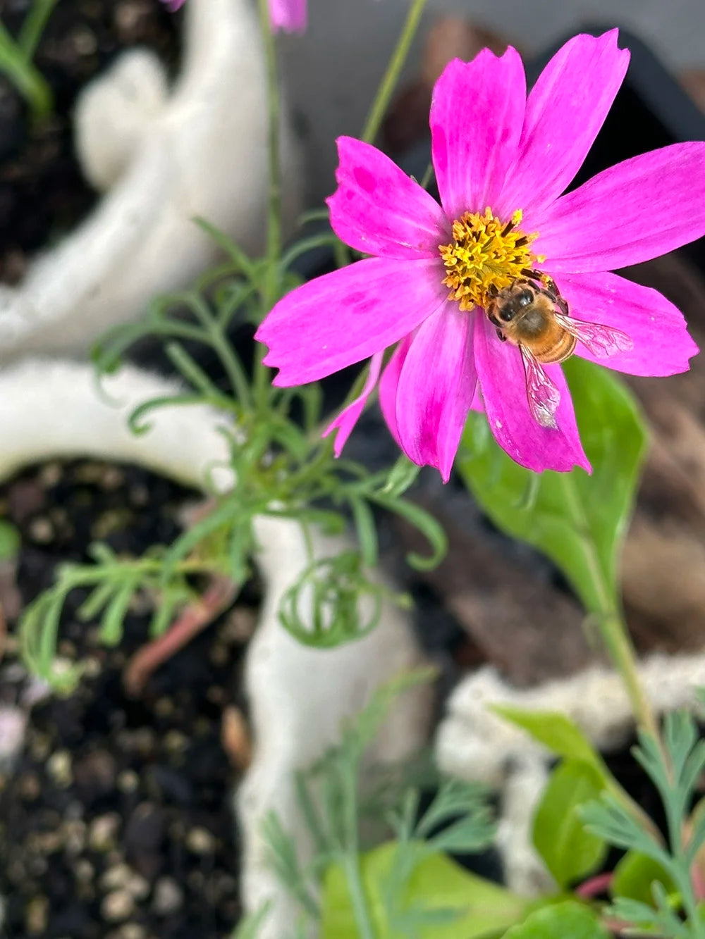 Floating Peaks - The Bee Pack